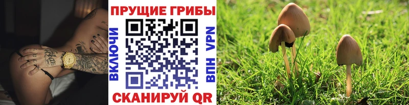 Псилоцибиновые грибы прущие грибы  Норильск 